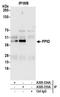 Peptidylprolyl Isomerase D antibody, A305-335A, Bethyl Labs, Immunoprecipitation image 