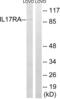 Interleukin-17 receptor A antibody, abx014005, Abbexa, Western Blot image 