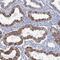 Leucine Rich Repeats And IQ Motif Containing 4 antibody, PA5-57782, Invitrogen Antibodies, Immunohistochemistry paraffin image 