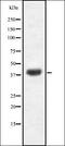 Early Growth Response 3 antibody, orb337613, Biorbyt, Western Blot image 
