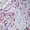 p65 antibody, LS-C88697, Lifespan Biosciences, Immunohistochemistry frozen image 