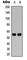 WASP Family Member 3 antibody, abx121812, Abbexa, Western Blot image 
