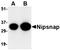 Interferon Regulatory Factor 3 antibody, orb6225, Biorbyt, Western Blot image 