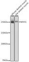 Myosin Heavy Chain 1 antibody, GTX55717, GeneTex, Western Blot image 