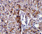 Caspase-12 antibody, 3197, ProSci, Immunohistochemistry frozen image 