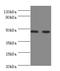 Neuraminidase 3 antibody, orb27540, Biorbyt, Western Blot image 