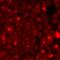 Lipocalin 2 antibody, orb412065, Biorbyt, Immunofluorescence image 