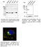 RAB5A, Member RAS Oncogene Family antibody, AB0009-200, SICGEN, Immunofluorescence image 