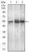 MEFV Innate Immuity Regulator, Pyrin antibody, orb329947, Biorbyt, Western Blot image 