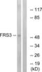 Fibroblast Growth Factor Receptor Substrate 3 antibody, LS-C119519, Lifespan Biosciences, Western Blot image 
