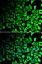 Dipeptidyl Peptidase 7 antibody, LS-C335689, Lifespan Biosciences, Immunofluorescence image 