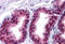Cyclin Dependent Kinase Inhibitor 1B antibody, MBS244971, MyBioSource, Immunohistochemistry frozen image 