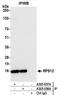 Ribosomal Protein S12 antibody, A305-037A, Bethyl Labs, Immunoprecipitation image 