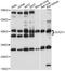 SGT1 Homolog, MIS12 Kinetochore Complex Assembly Cochaperone antibody, LS-C748928, Lifespan Biosciences, Western Blot image 
