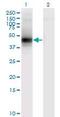 Decorin antibody, LS-B4312, Lifespan Biosciences, Western Blot image 