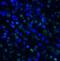T Cell Immunoreceptor With Ig And ITIM Domains antibody, RF16054, ProSci Inc, Immunofluorescence image 