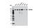 RNA Polymerase III Subunit A antibody, 12825S, Cell Signaling Technology, Western Blot image 