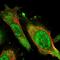 ACAT2 antibody, NBP1-89526, Novus Biologicals, Immunofluorescence image 