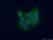 D-Aminoacyl-TRNA Deacylase 1 antibody, 17480-1-AP, Proteintech Group, Immunofluorescence image 