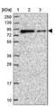 DDHD Domain Containing 1 antibody, PA5-62070, Invitrogen Antibodies, Western Blot image 