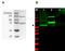 SUMO1 Activating Enzyme Subunit 1 antibody, AP09135PU-N, Origene, Western Blot image 
