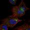 KIAA1147 antibody, HPA061437, Atlas Antibodies, Immunofluorescence image 