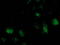 ATPase H+ Transporting V1 Subunit F antibody, M12432, Boster Biological Technology, Immunofluorescence image 