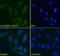 Heat Shock Protein Family A (Hsp70) Member 5 antibody, orb334058, Biorbyt, Immunofluorescence image 