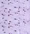 Ribosomal Protein SA antibody, orb11045, Biorbyt, Immunohistochemistry paraffin image 