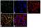 RAB3D, Member RAS Oncogene Family antibody, GTX23337, GeneTex, Immunofluorescence image 