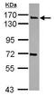 Synaptojanin 2 antibody, GTX115153, GeneTex, Western Blot image 