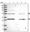 Flavin Adenine Dinucleotide Synthetase 1 antibody, PA5-55874, Invitrogen Antibodies, Western Blot image 