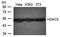 Streptavidin antibody, orb101367, Biorbyt, Western Blot image 