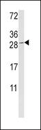 Granzyme M antibody, LS-C166752, Lifespan Biosciences, Western Blot image 