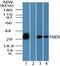 Ymer antibody, PA5-73001, Invitrogen Antibodies, Western Blot image 