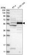 Centrosomal Protein 55 antibody, HPA023430, Atlas Antibodies, Western Blot image 