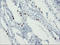 Forkhead Box I1 antibody, LS-C175146, Lifespan Biosciences, Immunohistochemistry paraffin image 