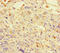 DnaJ Heat Shock Protein Family (Hsp40) Member C3 antibody, LS-C677698, Lifespan Biosciences, Immunohistochemistry paraffin image 
