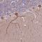 Histone Deacetylase 5 antibody, HPA030991, Atlas Antibodies, Immunohistochemistry frozen image 