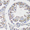Cyclin B1 antibody, 16-390, ProSci, Immunohistochemistry frozen image 