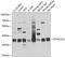 Dynein Cytoplasmic 2 Light Intermediate Chain 1 antibody, GTX32569, GeneTex, Western Blot image 