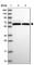 CDC Like Kinase 3 antibody, HPA046817, Atlas Antibodies, Western Blot image 