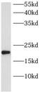 ADP-ribosylation factor-like protein 8B antibody, FNab00582, FineTest, Western Blot image 