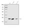 Transgelin antibody, A03962-2, Boster Biological Technology, Western Blot image 
