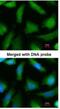 Proteasome 20S alpha 6 antibody, NBP1-32406, Novus Biologicals, Immunofluorescence image 