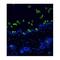 Hair Cortex Cytokeratin  antibody, MBS375031, MyBioSource, Immunofluorescence image 
