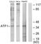 Cyclic AMP-dependent transcription factor ATF-1 antibody, TA312188, Origene, Western Blot image 