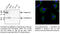 RAB7A, Member RAS Oncogene Family antibody, AB0033-200, SICGEN, Western Blot image 