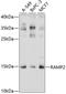 Receptor activity-modifying protein 2 antibody, GTX64533, GeneTex, Western Blot image 