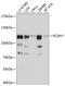 Protocadherin-1 antibody, A07198, Boster Biological Technology, Western Blot image 